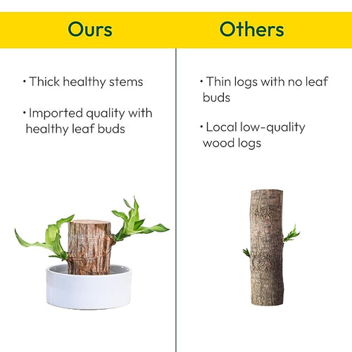 Green Lucky Brazil Wood Potted Plant (Brown)